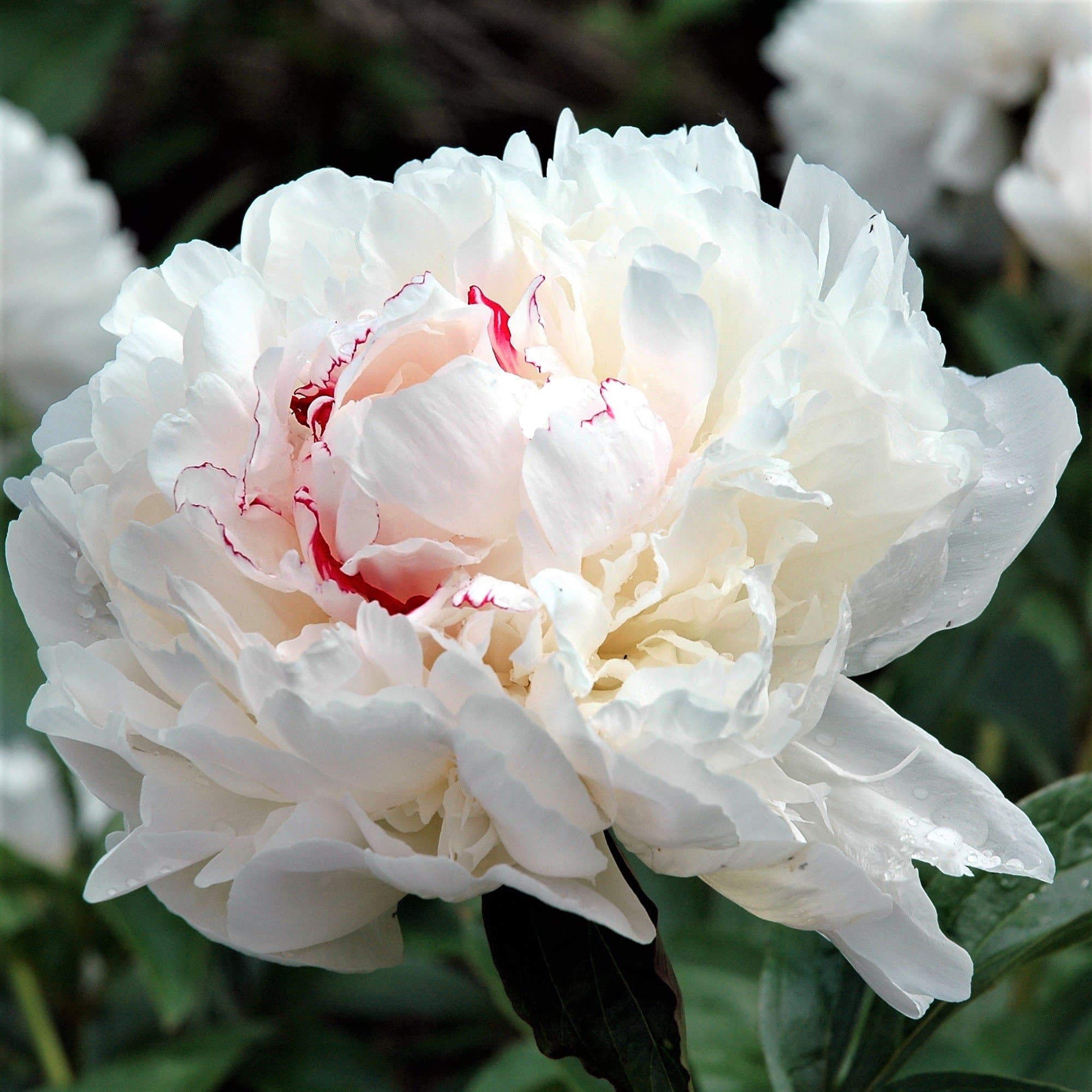 Peony Festiva Maxima White 50