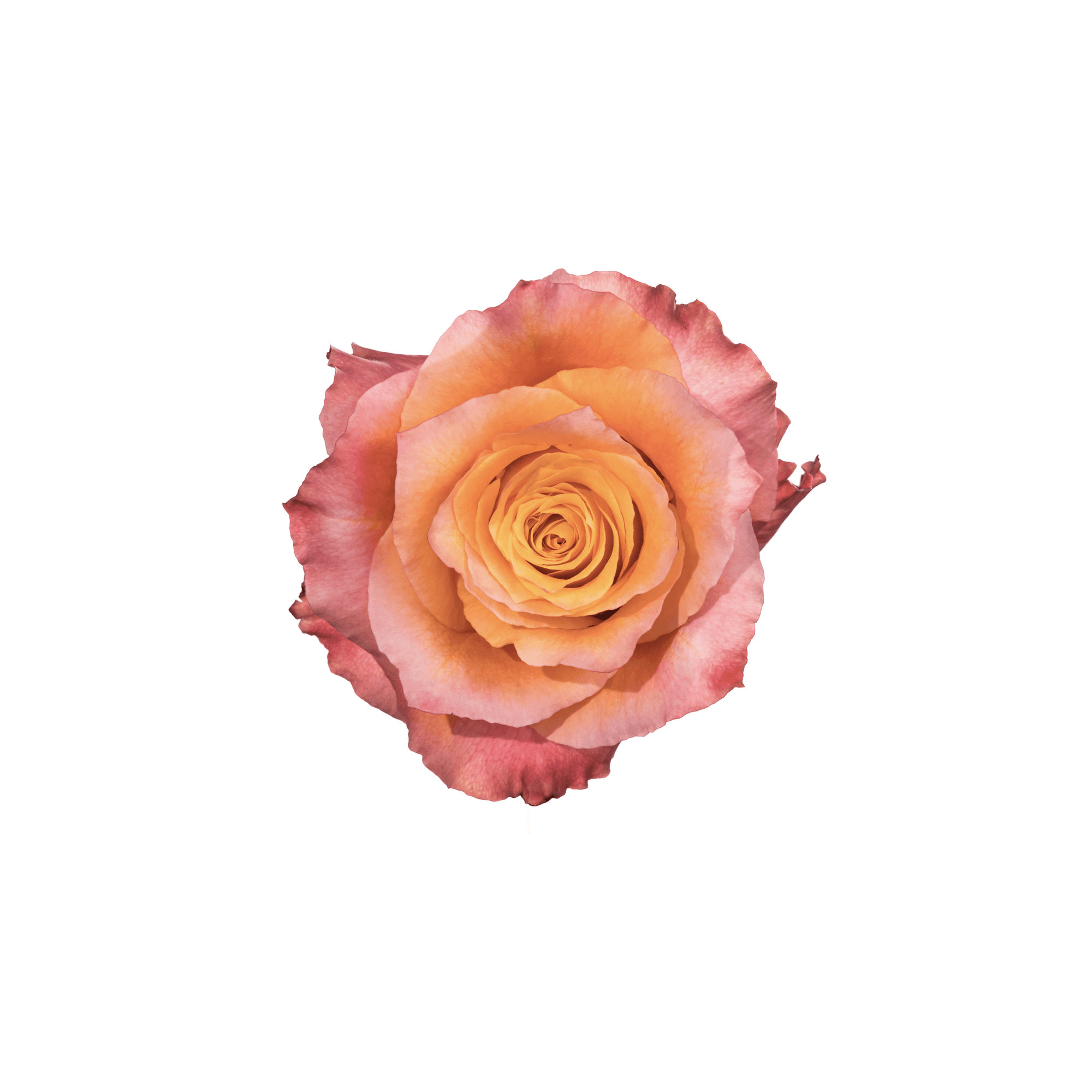 Garden Roses Free Spirit Orange 40