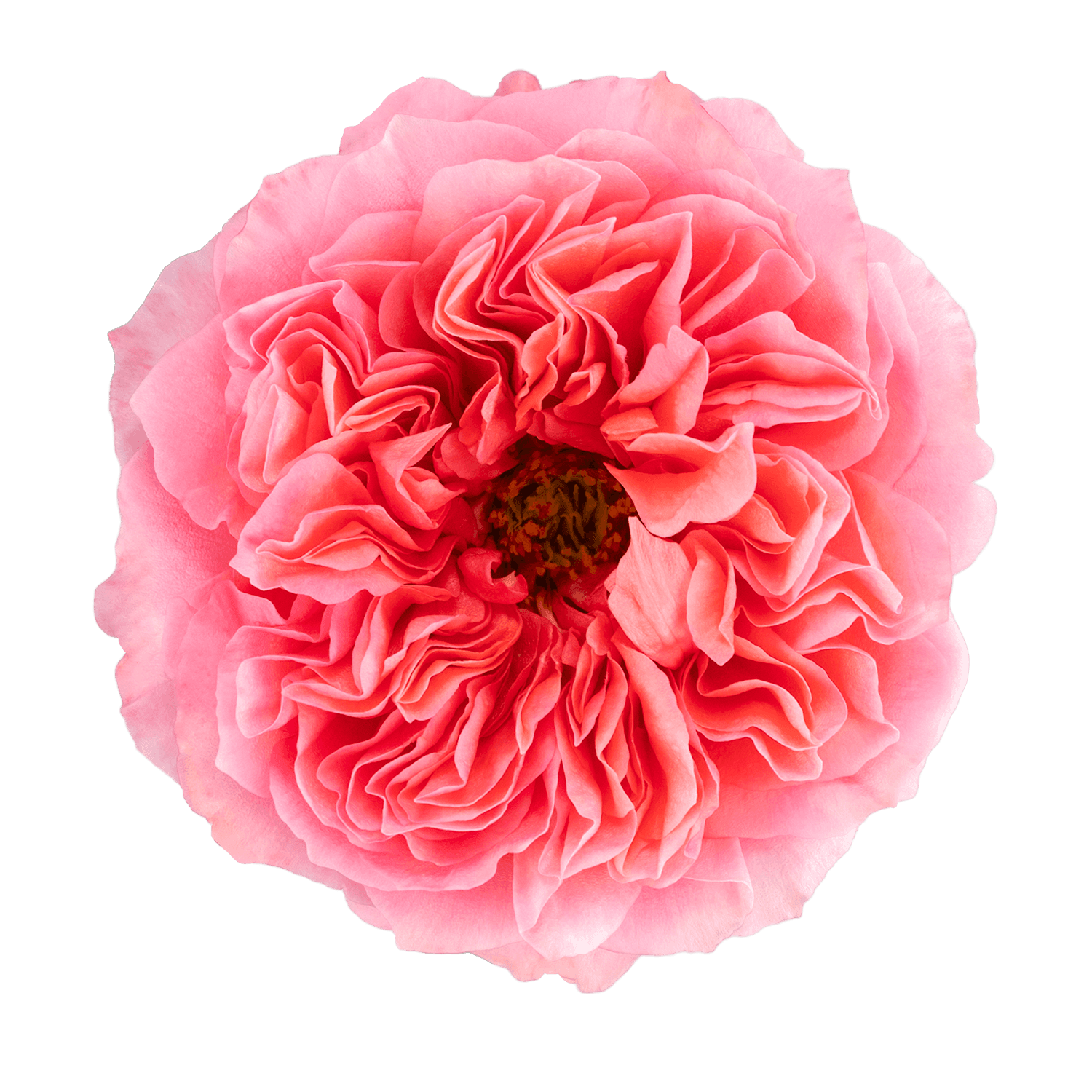 Garden Roses Candy X-pression Pink 60