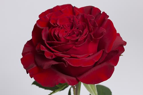 Garden Roses Hearts Red 50