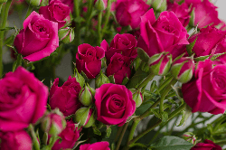 Sprayrose Hot Pink Hot Majolica 50