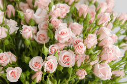Sprayrose Pink Majolica 50