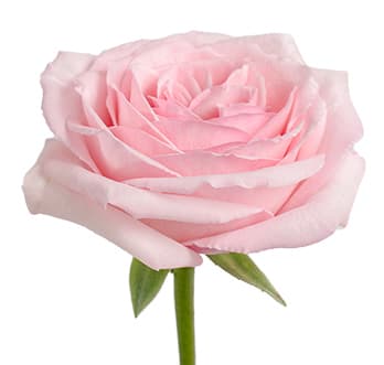 Garden Roses Pink O'hara Pink 50