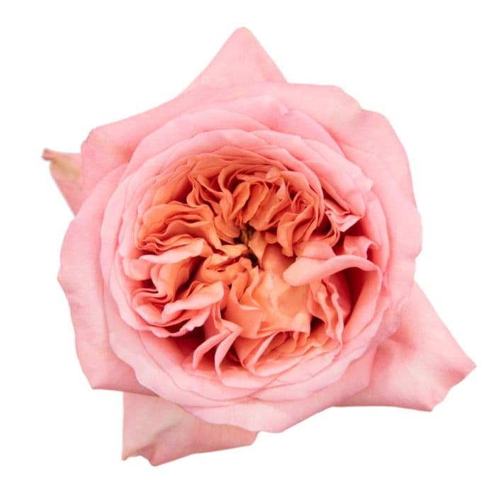 Garden Roses Pink X-pression Pink 70