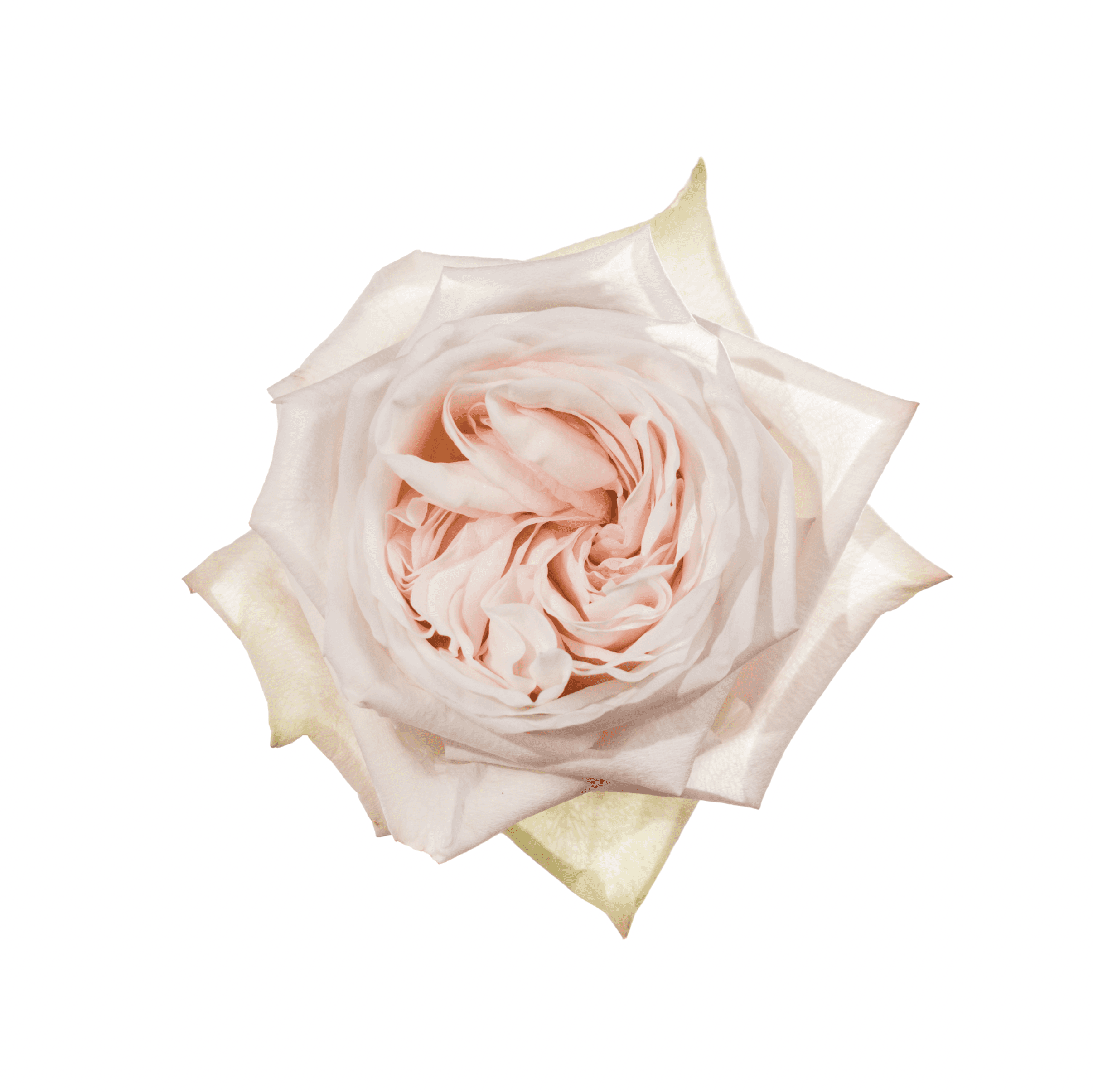 Garden Roses White O'hara White 50