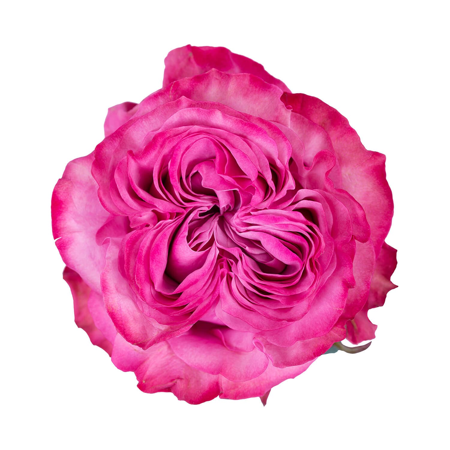 Garden Roses Country Blues Hot Pink 50