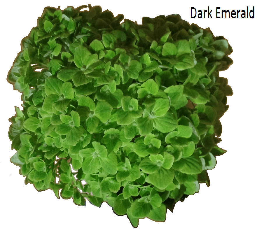 Hydrangea Dark Green Emerald Super Select