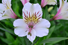Alstroemeria White Himalaya Netted Premium