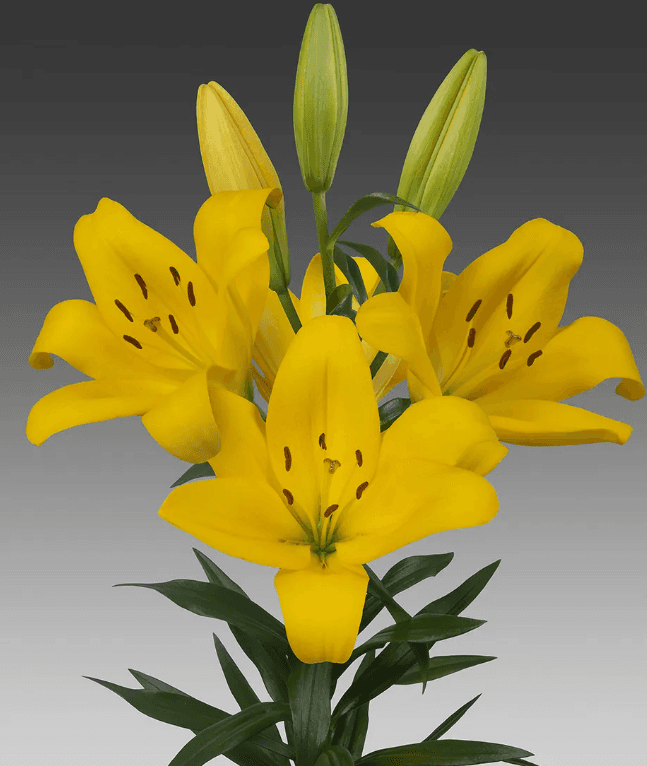 Lilies Yellow LA Golden Pass 3-5 Blooms