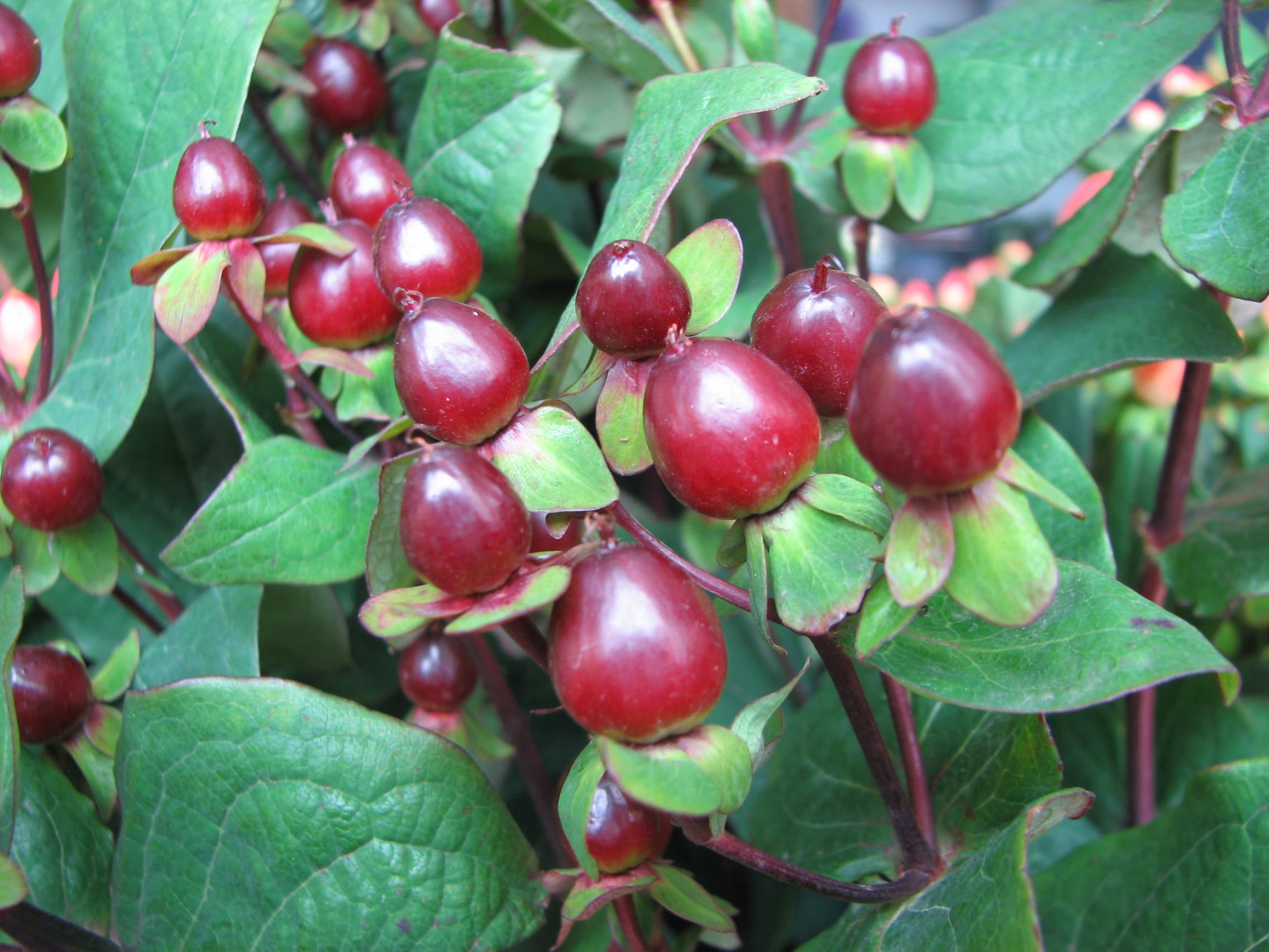 Hypericum Super Dark Burgundy 60