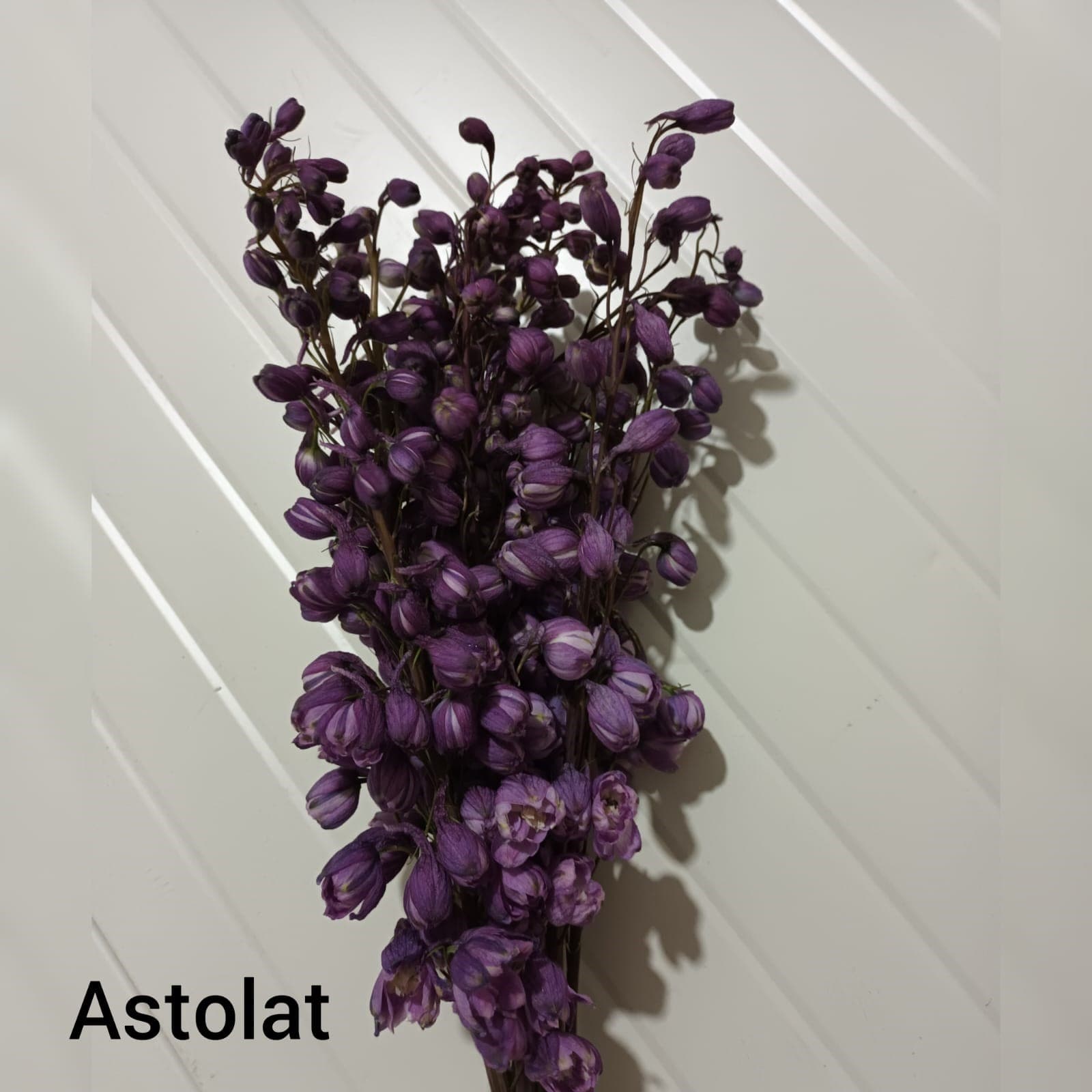 Delphinium Pacific Astolat Hybrid Lavender 70