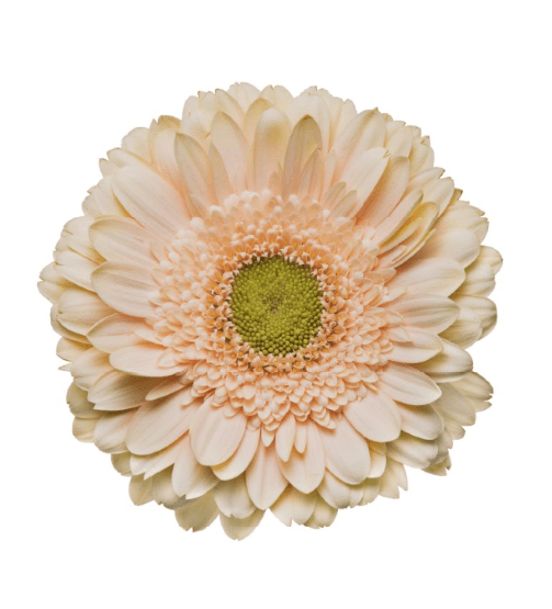 Gerbera Noblesse Peach Select