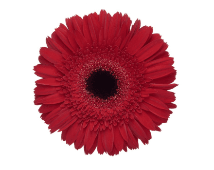 Gerbera Inferno Red Select