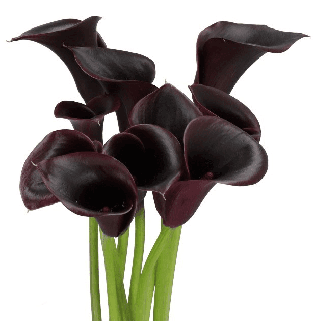 Mini Calla Cantor Black 50