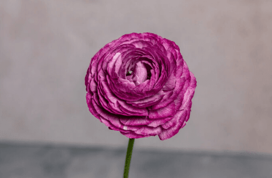 Ranunculus Lila 40