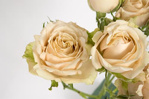 Sprayrose Sahara Sensation Peach 40