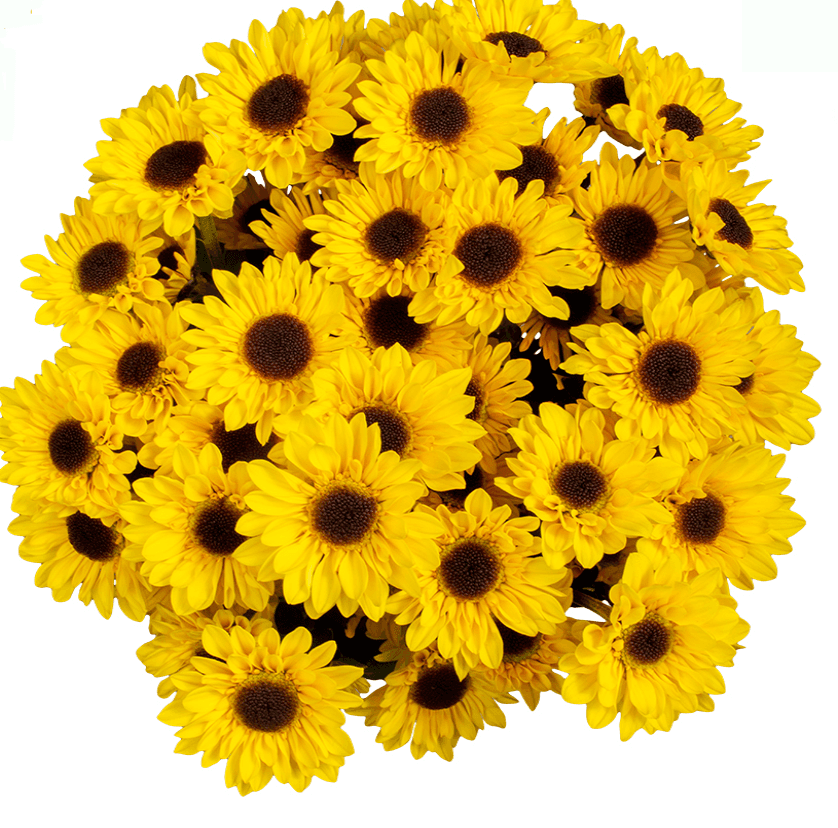 Pom Novelty Zippo Yellow
