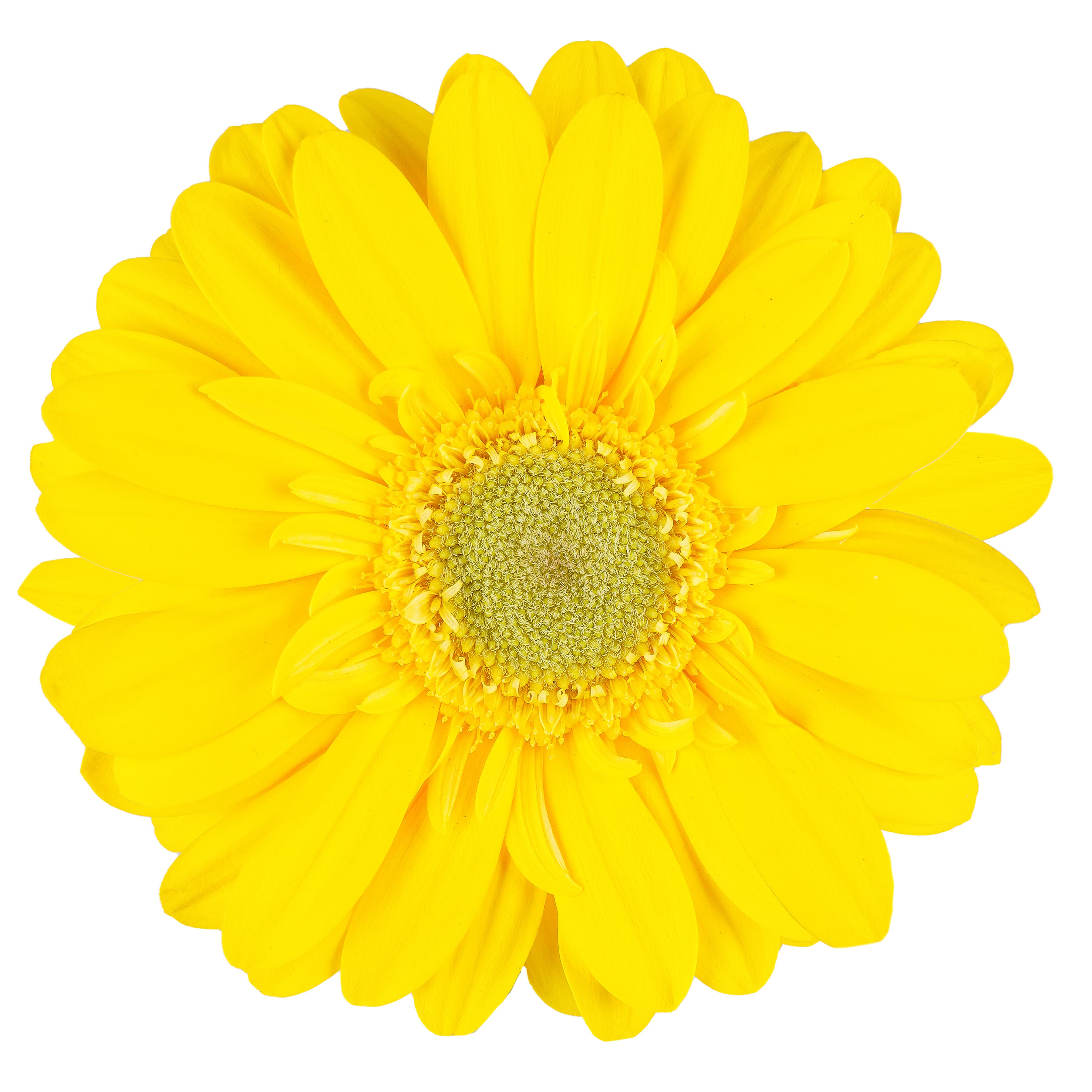 Gerbera Meriva Yellow Select