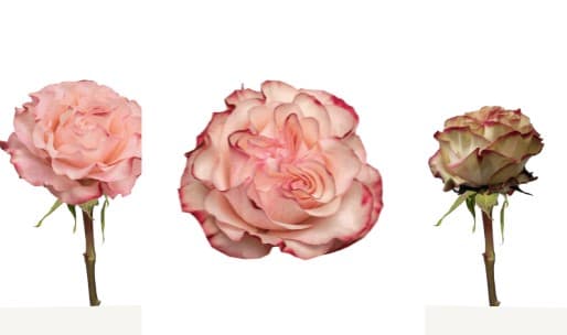 Garden Roses Country Candy Pink 50