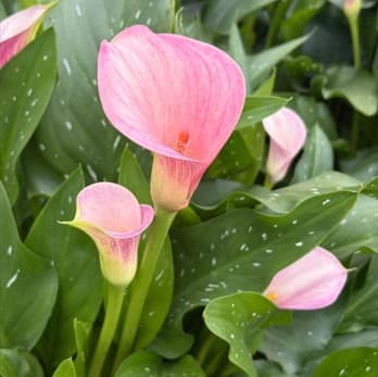 Mini Calla Dreamland Pink 50