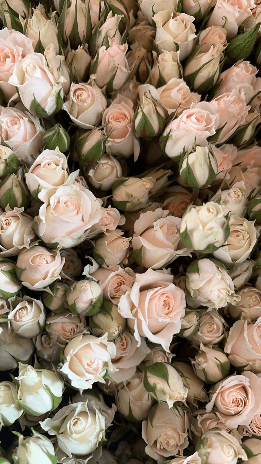Sprayrose Blush Majolica 50