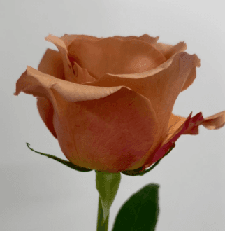 Roses Macadamia Earthtone 60