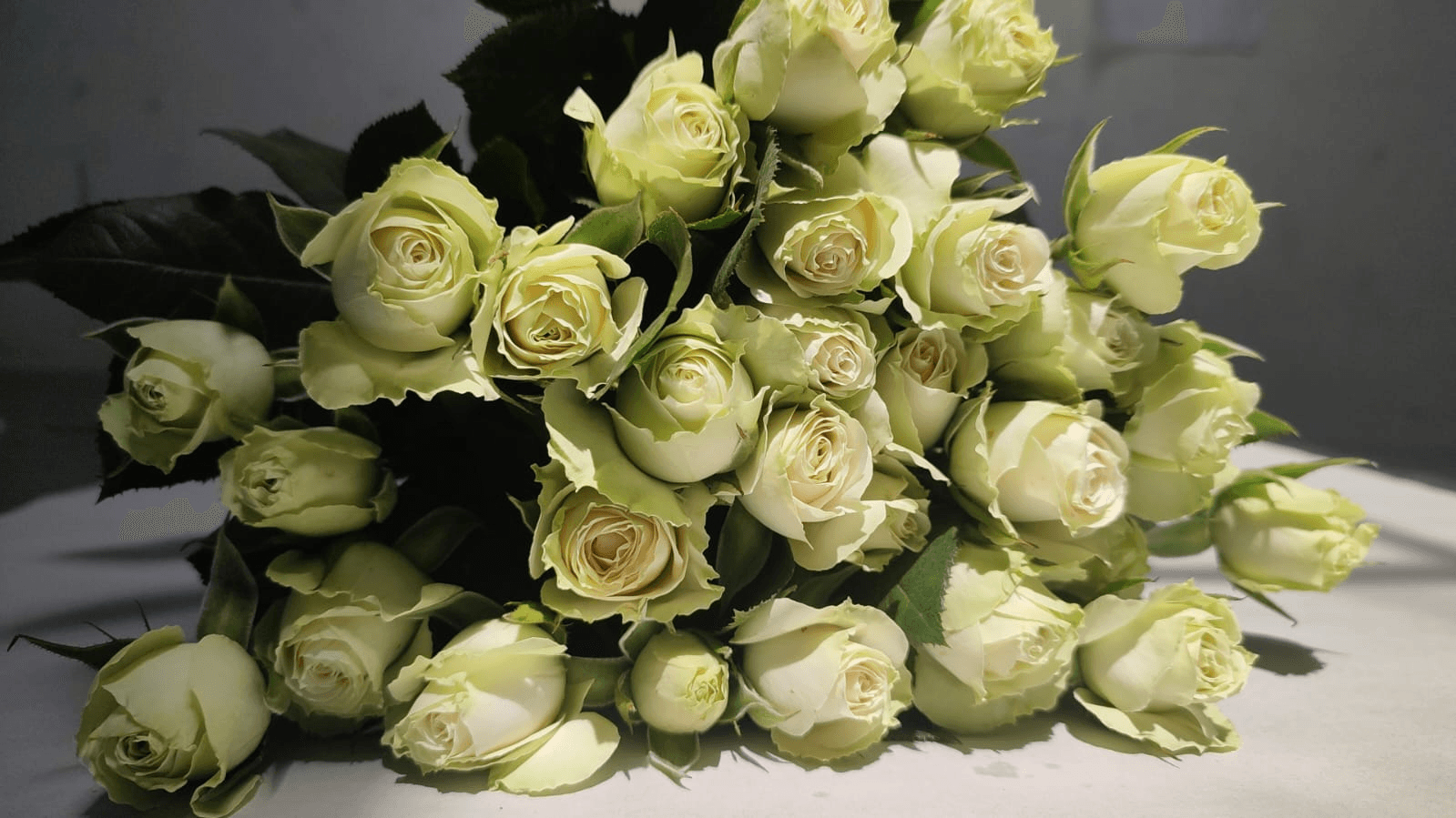 Sprayrose Cream Irishka Cream 50