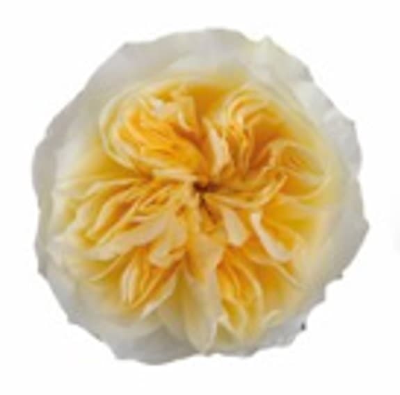 Garden Roses Antonia Garden Cream 60