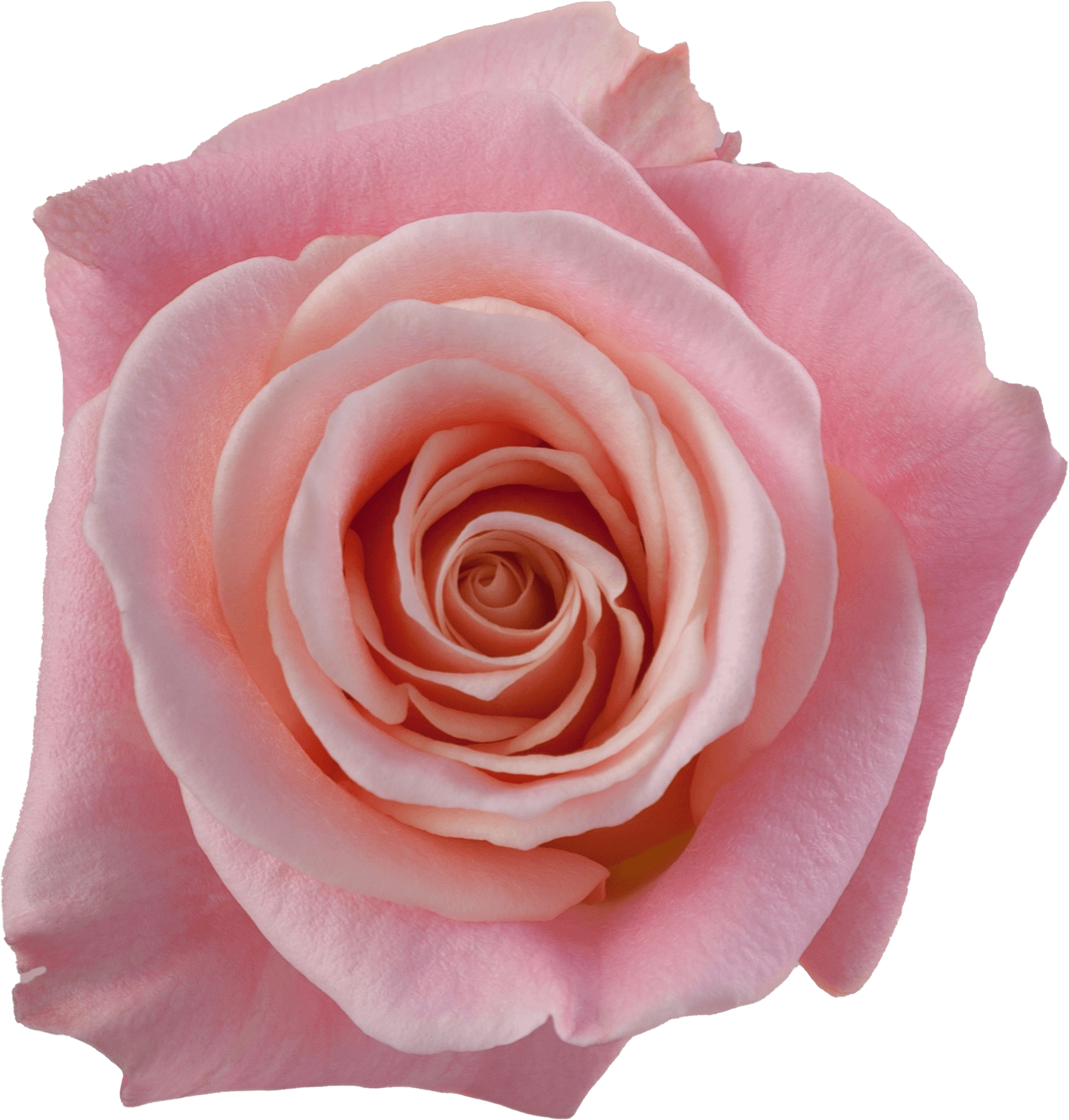 Roses Miss Piggy Coral Pink 40