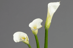 Calla Open Cut White 90