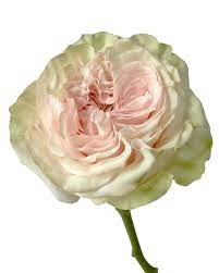 Garden Roses Bicolor Green - Pink Country Secret 50