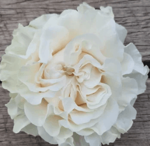 Garden Roses Cotton X-pression Cream 60