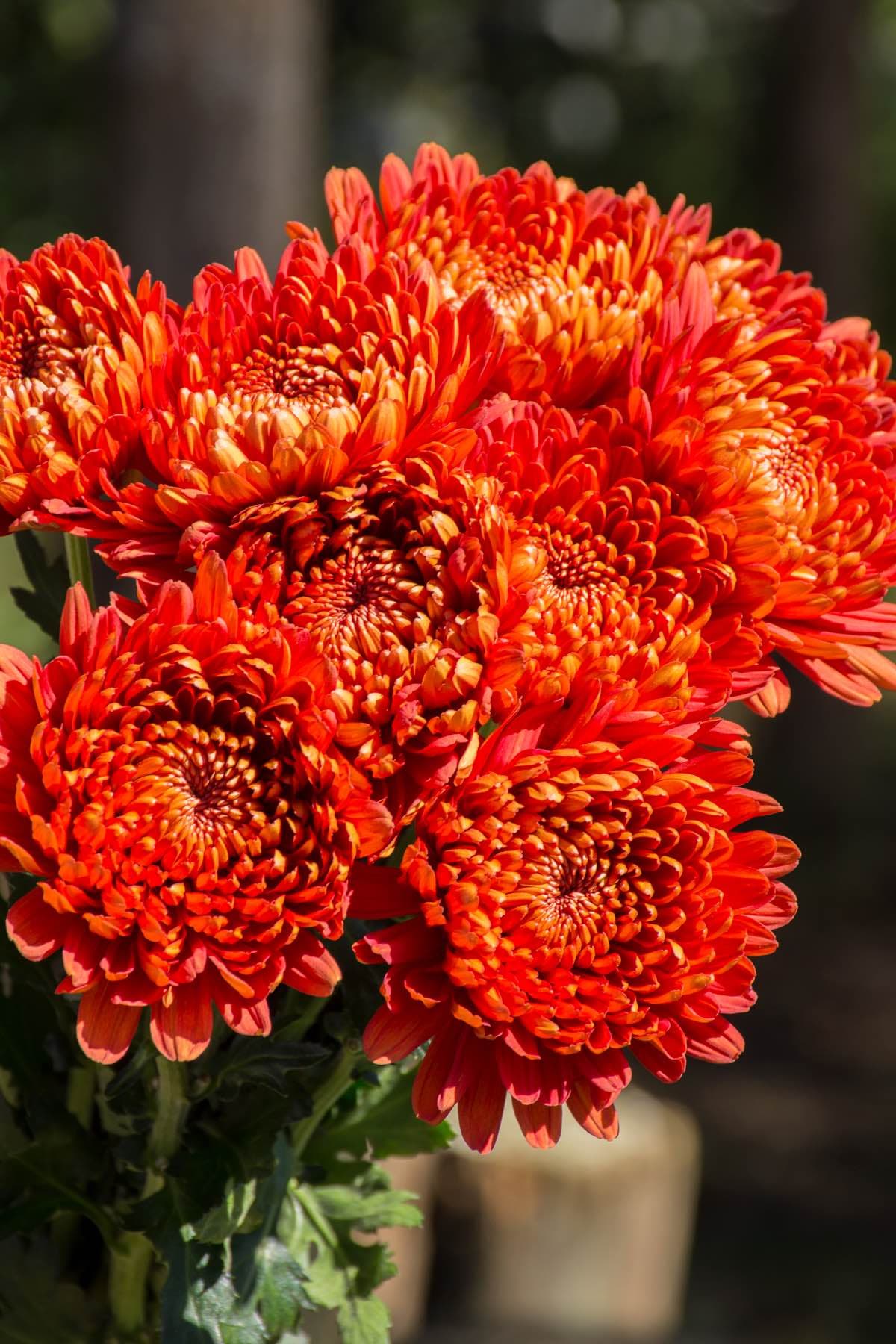Mum/disbud Tusca Orange