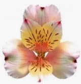 Alstroemeria Peach Champagne Premium