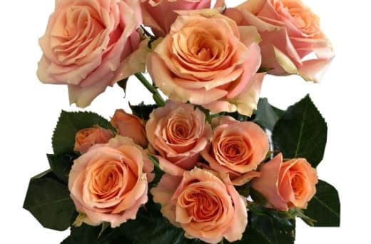 Sprayrose Peach Baby Rosever 50