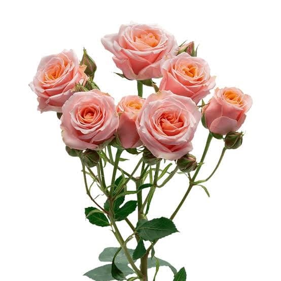 Sprayrose Peach Baby Rosever 50