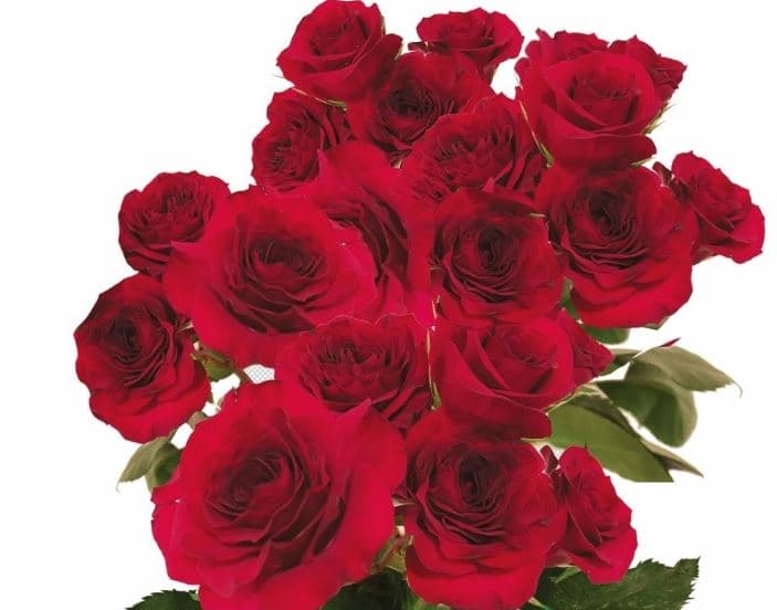Sprayrose Red Red Pop Rosever 50