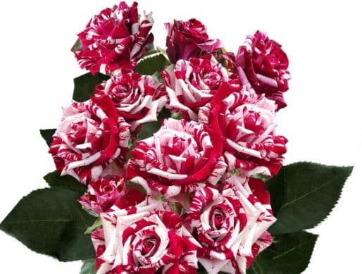 Sprayrose Crazy Rosever Bi Color Red/white 50