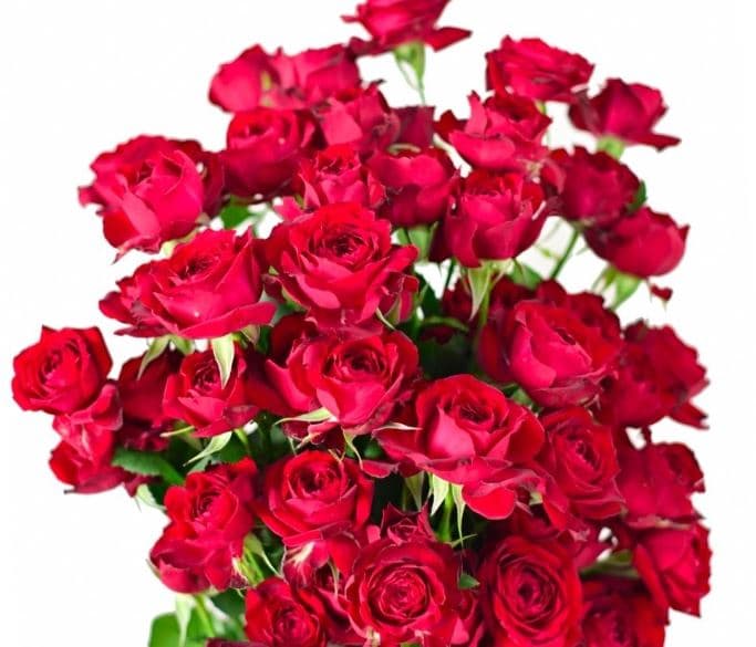 Sprayrose Red Rouge Rosever 50