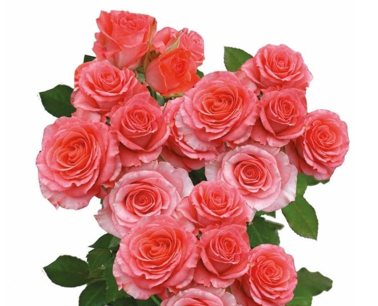 Sprayrose Coral Pink Splendid Rosever 50