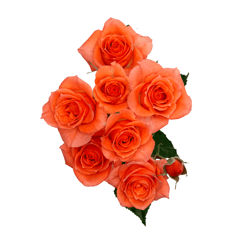 Sprayrose Orange Alegria 50