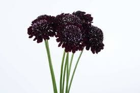 Scabiosa Blackberry 50-60