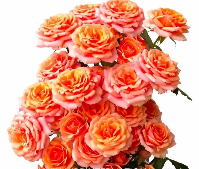Sprayrose Happy Rosever Peach 50