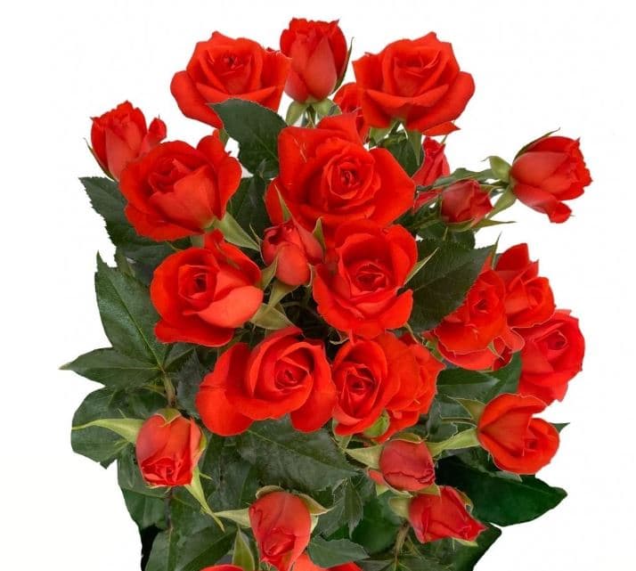 Sprayrose Summer Rosever Dark Orange 50