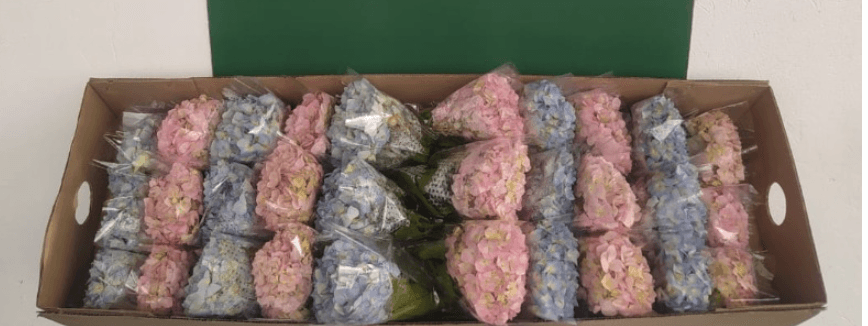 Hydrangea Cotton Candy Mix Pink & Blue Super Select