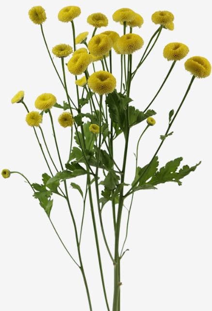 Filler Yellow Sunny Ball Matricaria 70