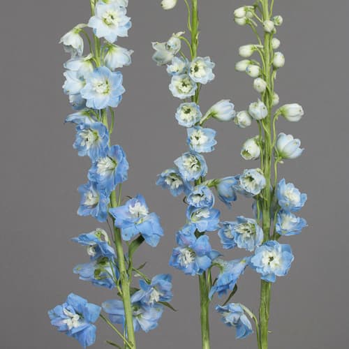 Delphinium Sky Blue Hybrid Light Blue 80