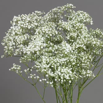 Gypsophila Million Star White 250 Gram