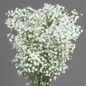 Gypsophila Xlence White 250 Gram