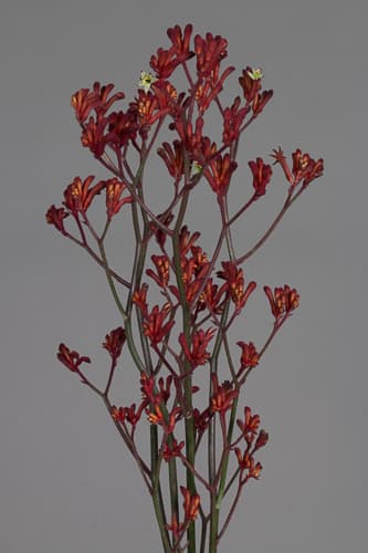 Kangaroo Paws Red Select